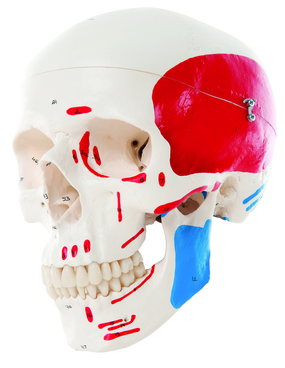 Human SKull Models | ProHealthcareProducts