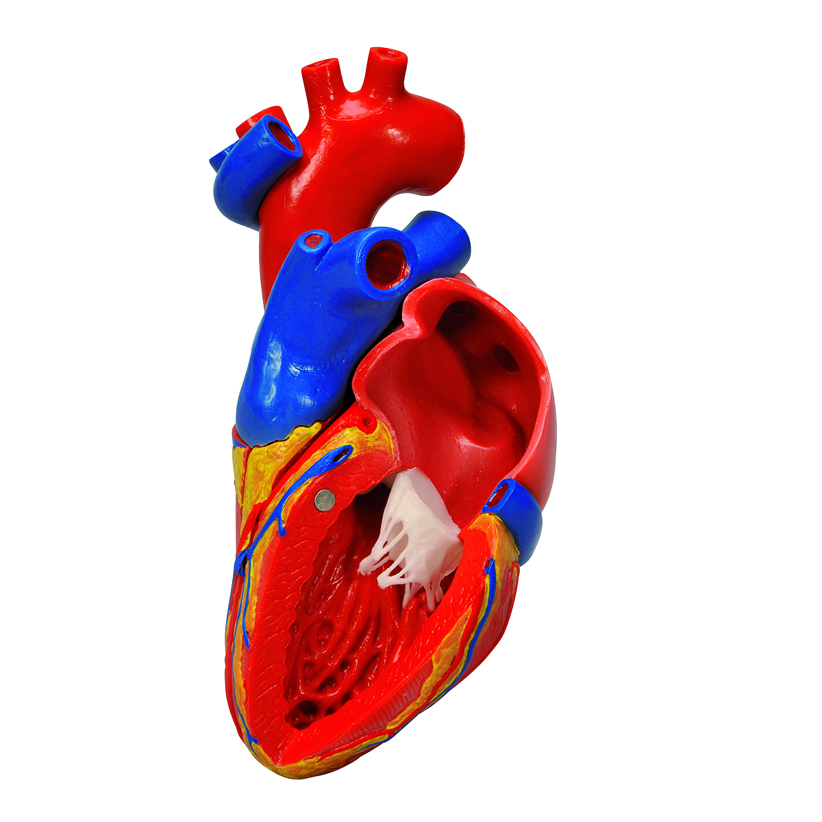 Human Heart Models | ProHealthcareProducts