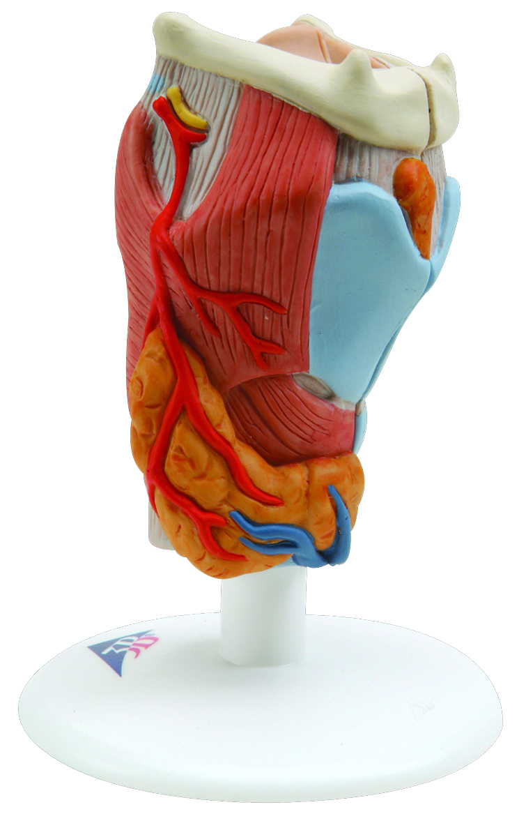 Human Larynx Model | ProHealthcareProducts.com