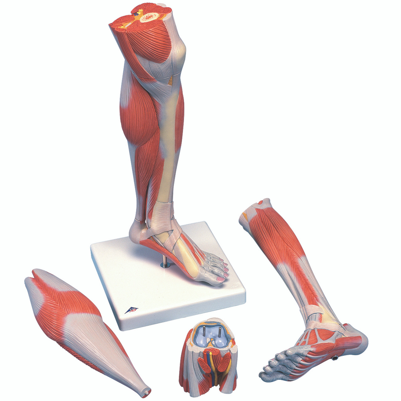 Human Leg model | ProHealthcareProducts