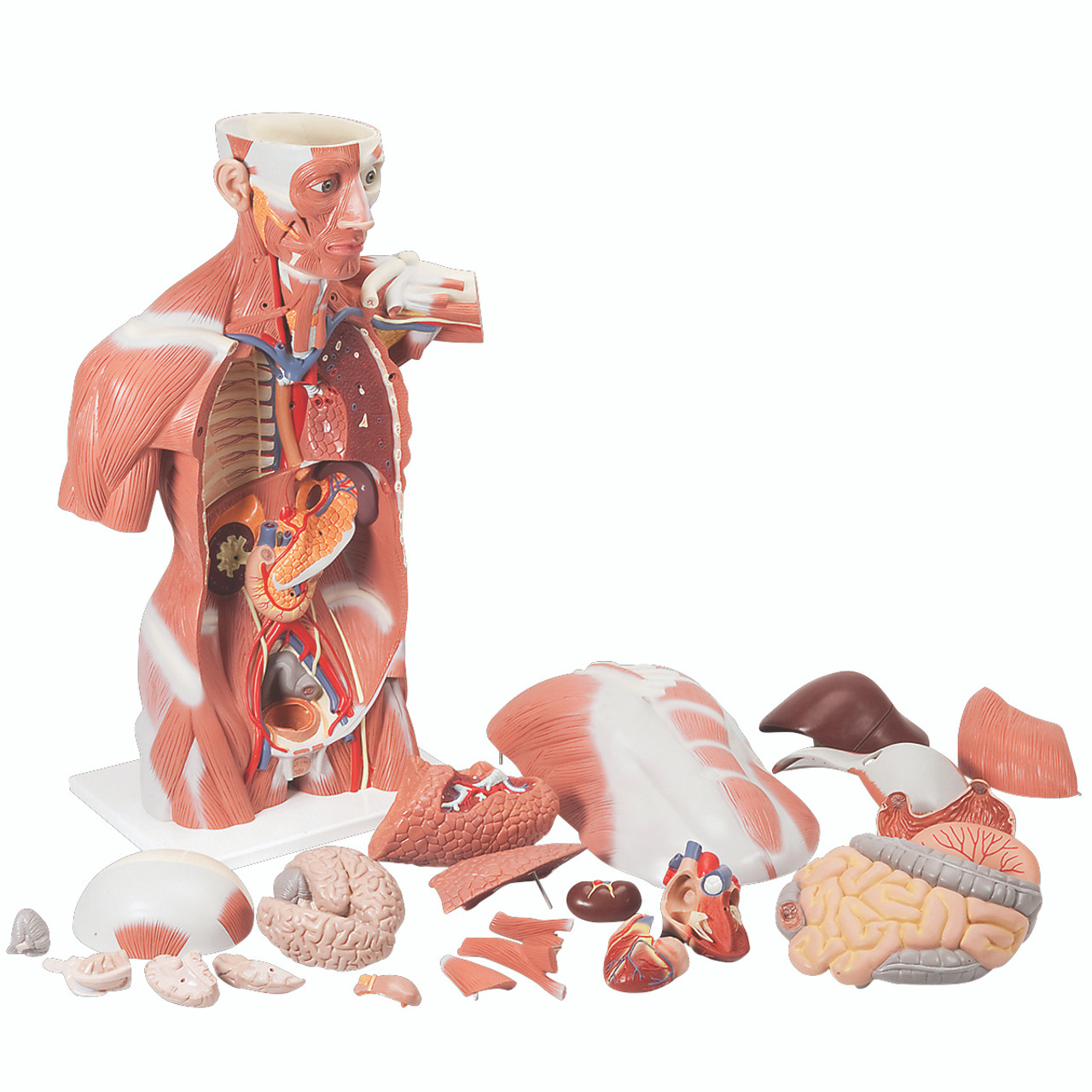 Human Muscle Model | ProHealthcareProducts