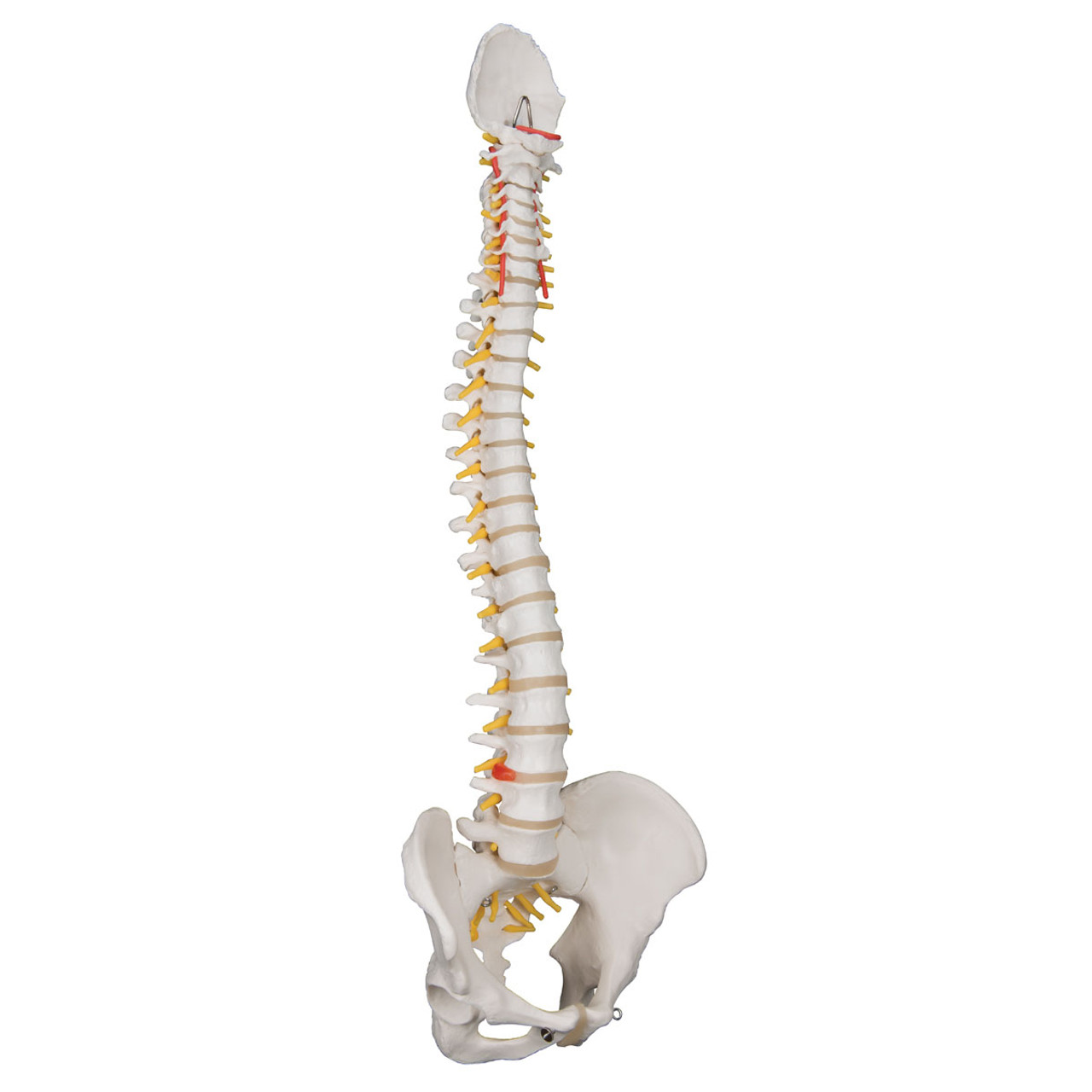 Human Spine Models | ProHealthcareProducts