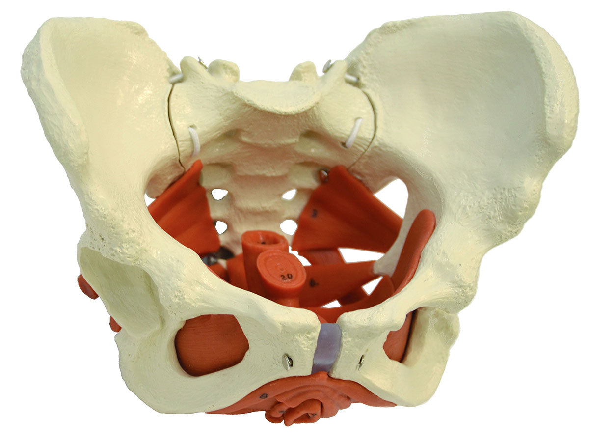 Human Pelvis Model | ProHealthcareProducts