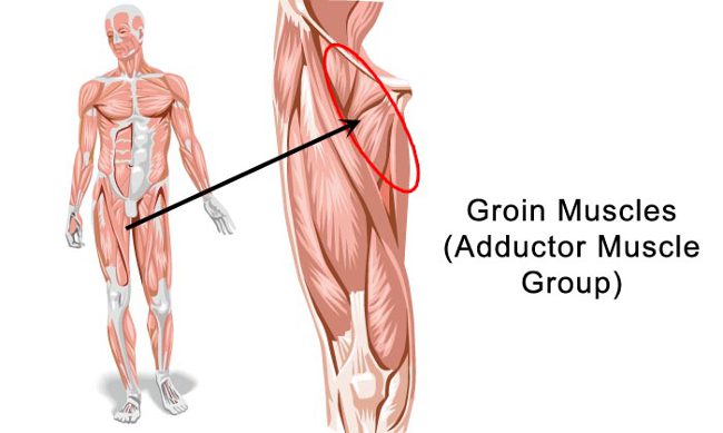 How to Successfully Treat Groin Strain in Physical Therapy 