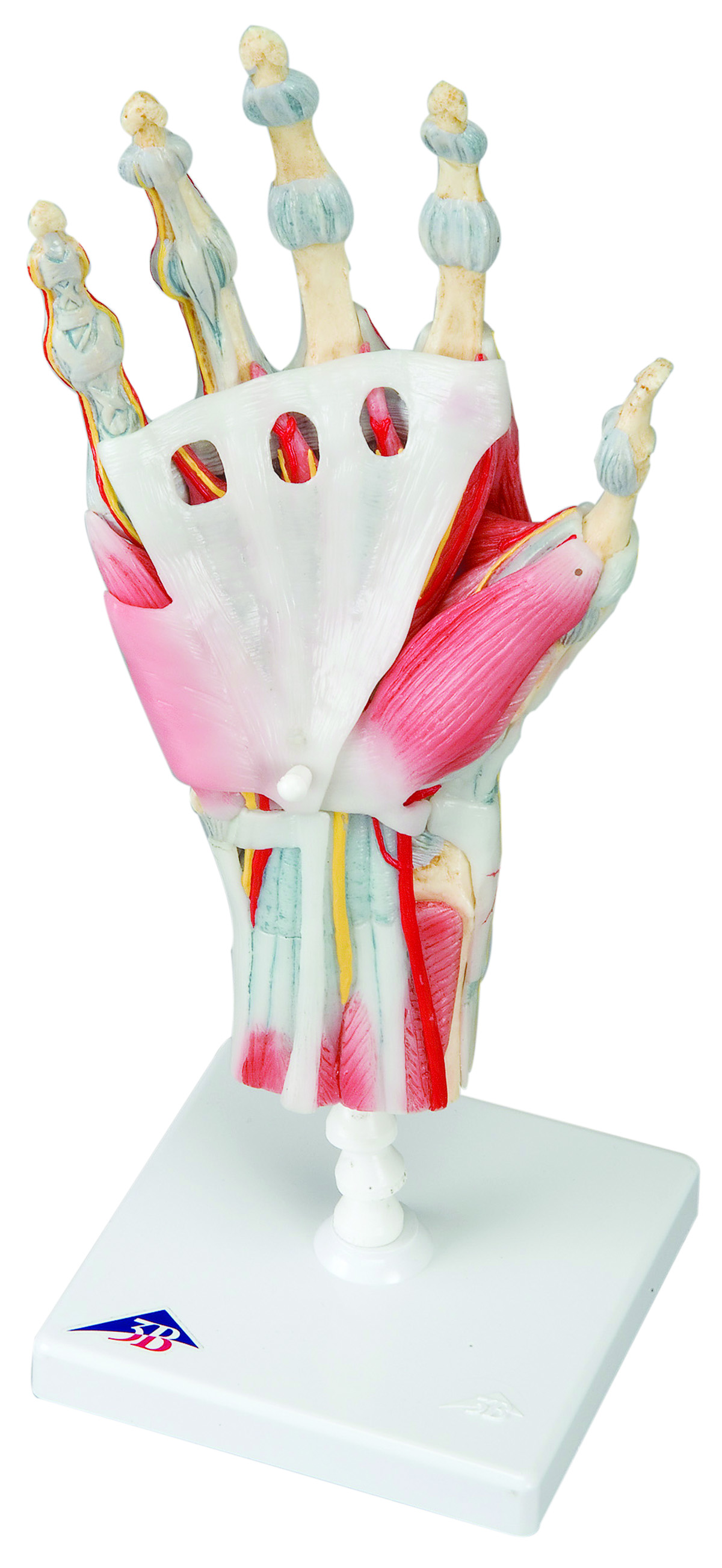 Human Hand Models | ProHealthcareProducts