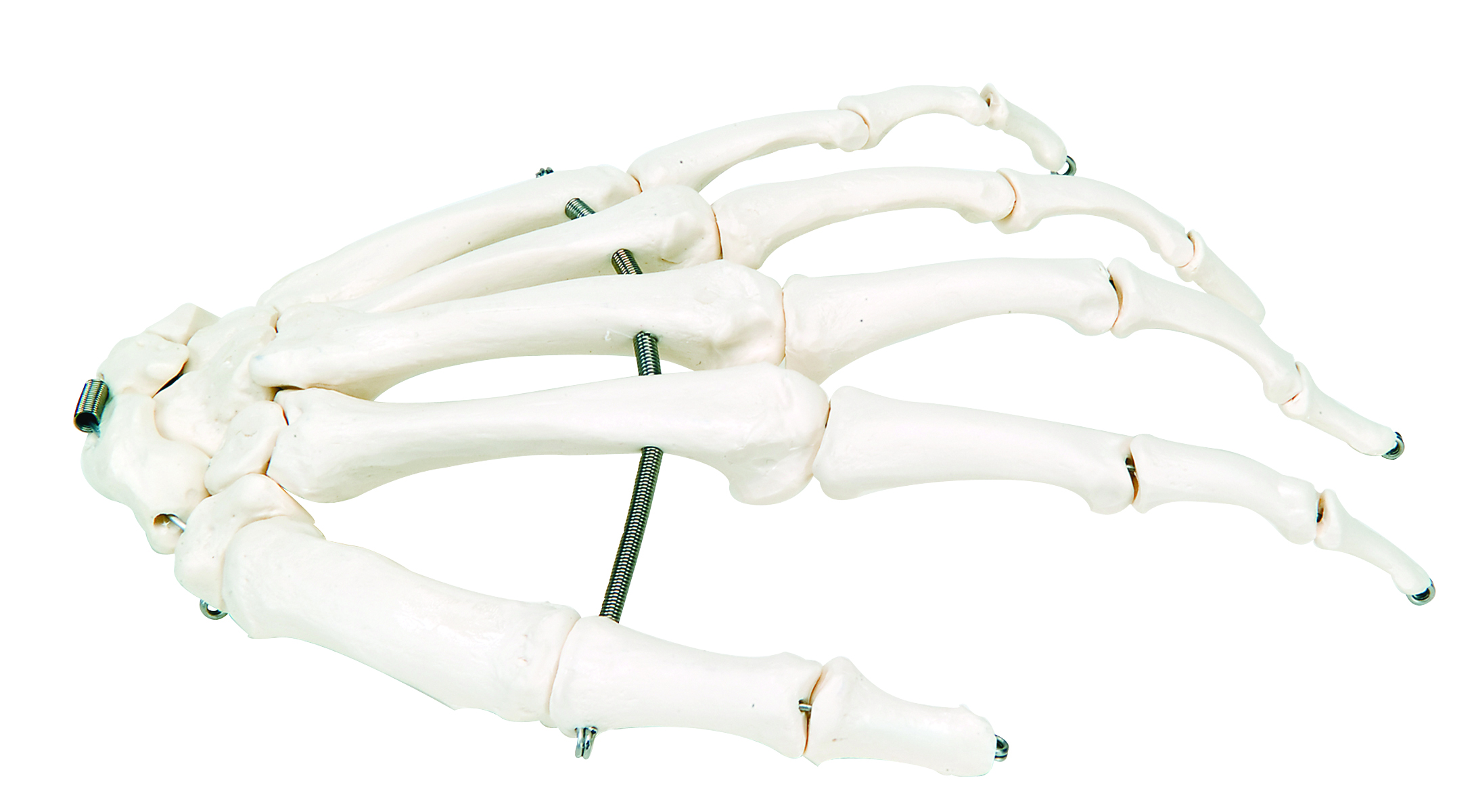 Human Bone Models | ProHealthcareProducts