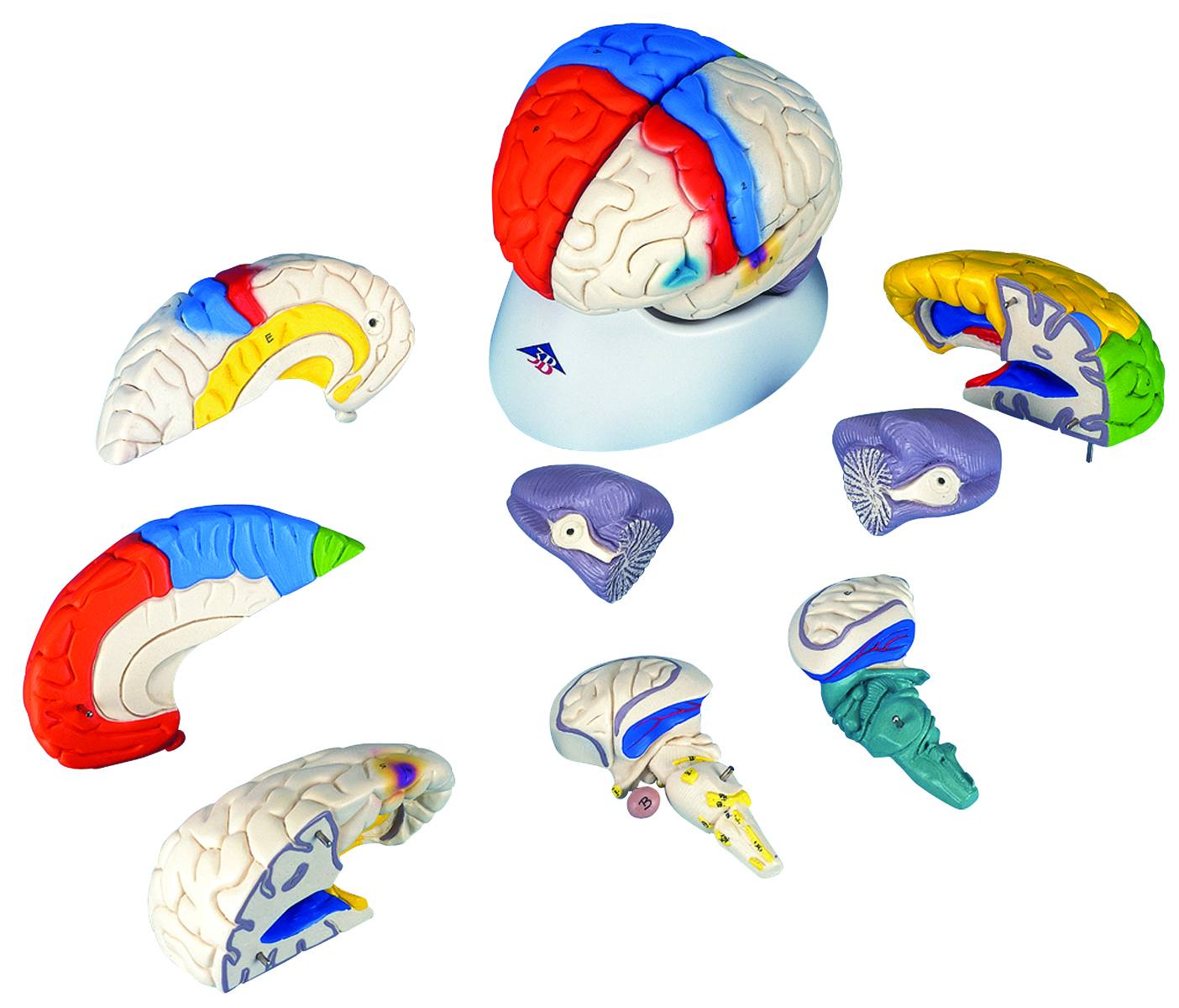 Human Brain Model | ProHealthcareProducts