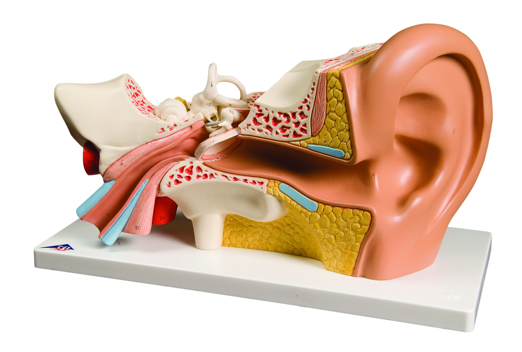 Human Ear Model | ProHealthcareProducts