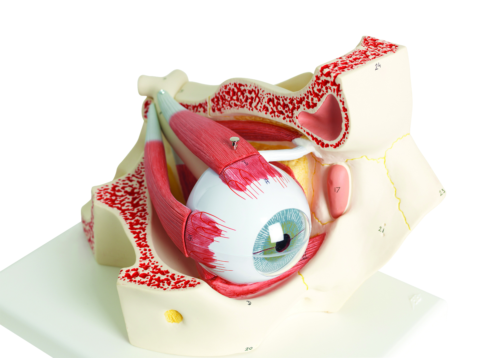 Human Eye Model | ProHealthcareProducts