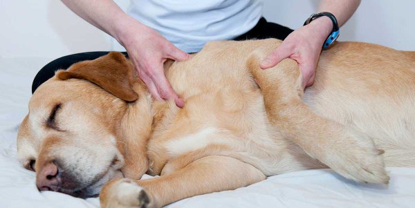 Ultrasound Therapy for Animals